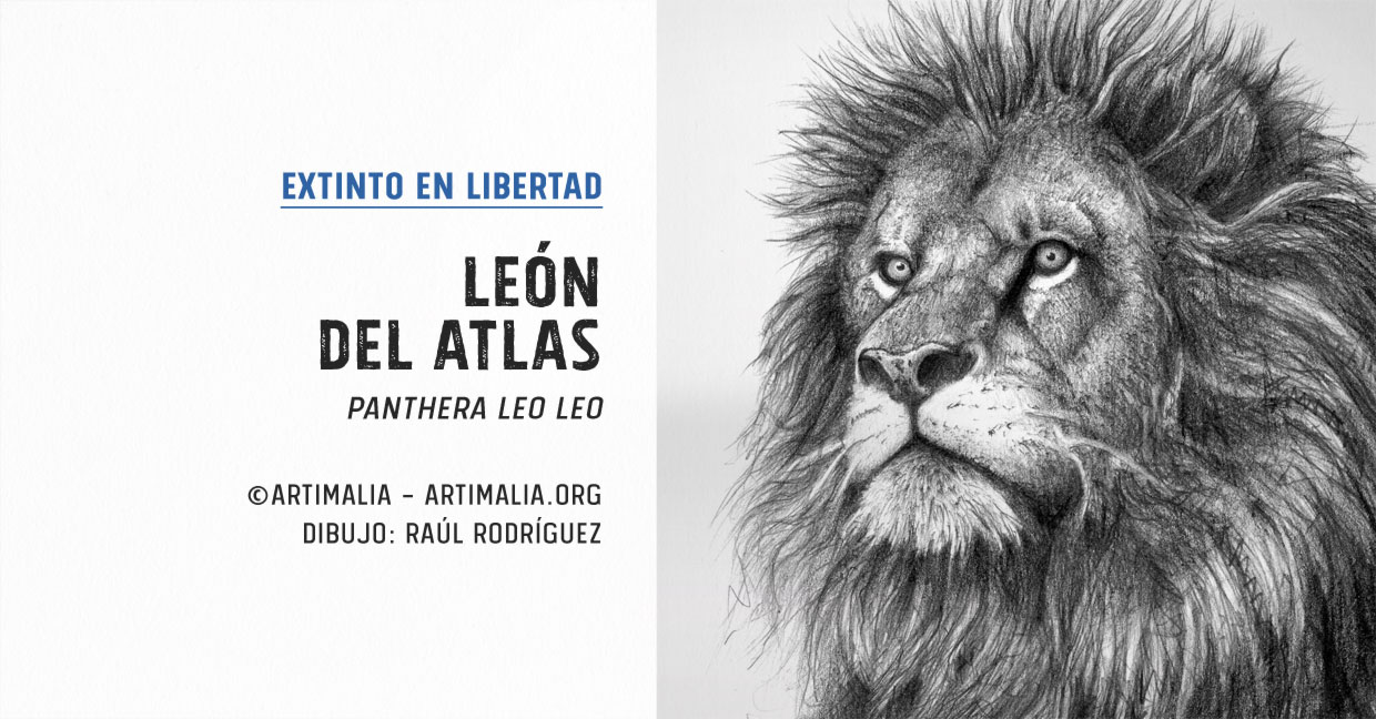 León del Atlas | Artimalia